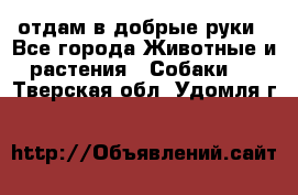 отдам в добрые руки - Все города Животные и растения » Собаки   . Тверская обл.,Удомля г.